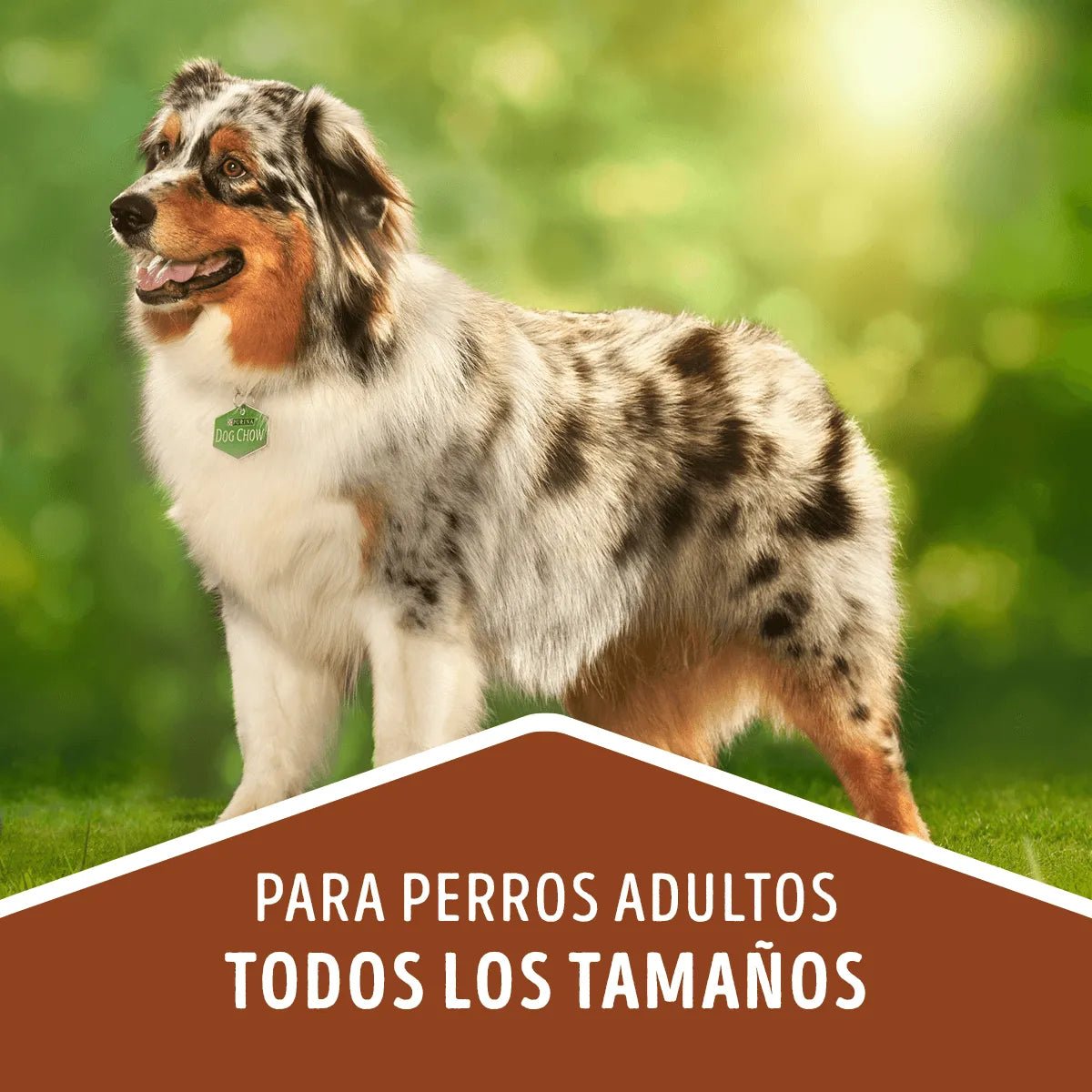 Alimento Dog Chow Salud 5 Estrellas para perros adultos - Licious